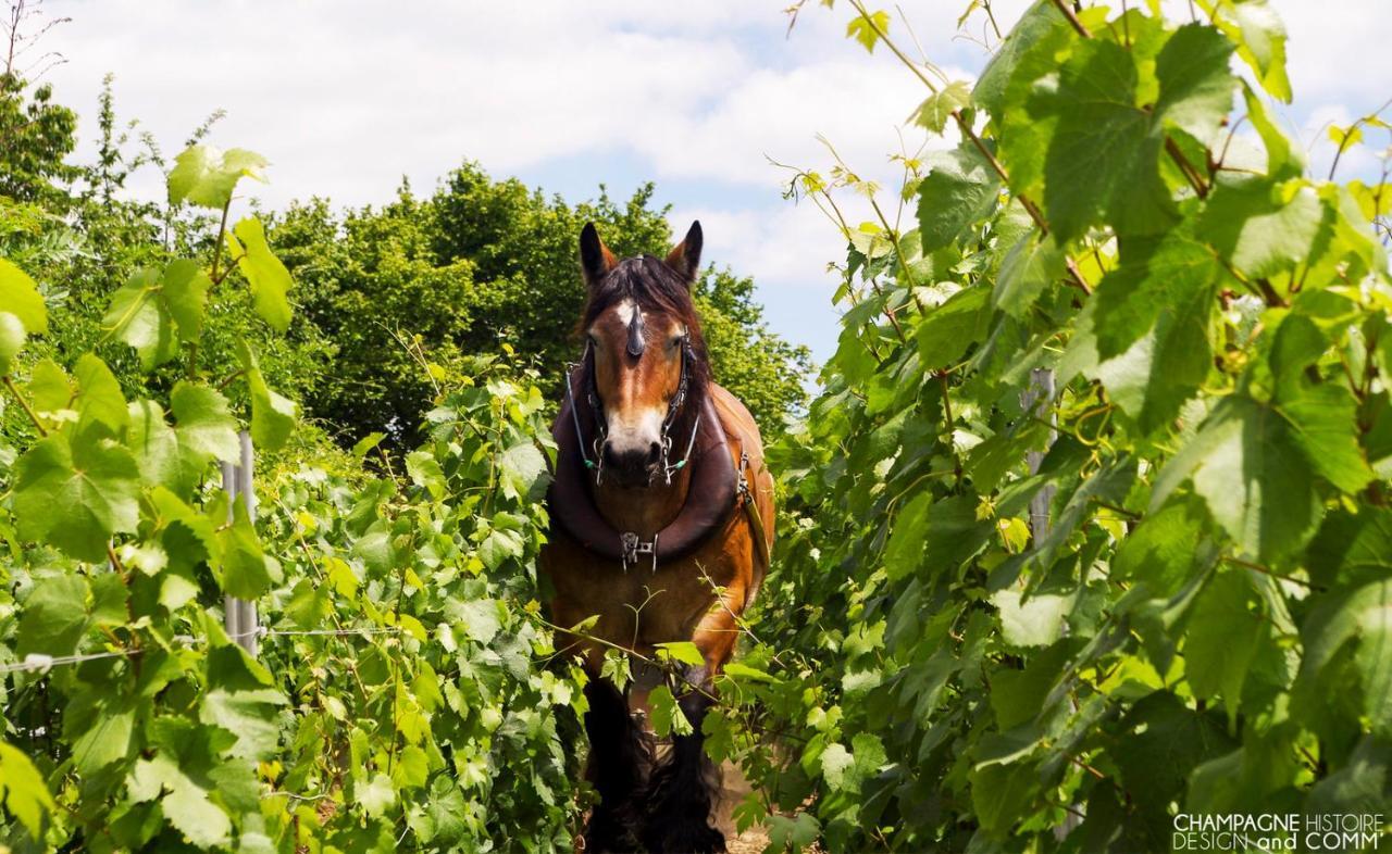 Gîte Enjoy En Champagne avec Verger Dormans Extérieur photo
